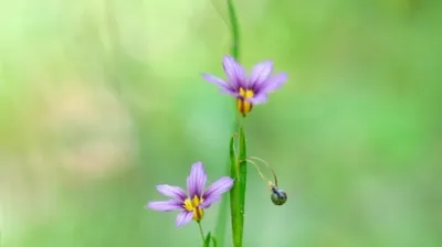 [박형호의 꽃사진 12] 오월의 풀숲을 밝히는 '등심붓꽃'