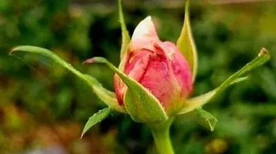 【강영임의 시조 읽기 13】이명숙의 "지금, 은 생략할 수 없는 이름이다"