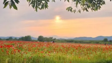 [축제] 2025 함안 악양 뚝방길 양귀비꽃 축제...오는 6월 8일까지 개최