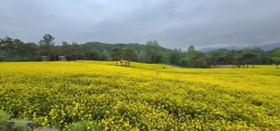 [KAN] 철원군, "고석정 꽃밭 보러오세요"
