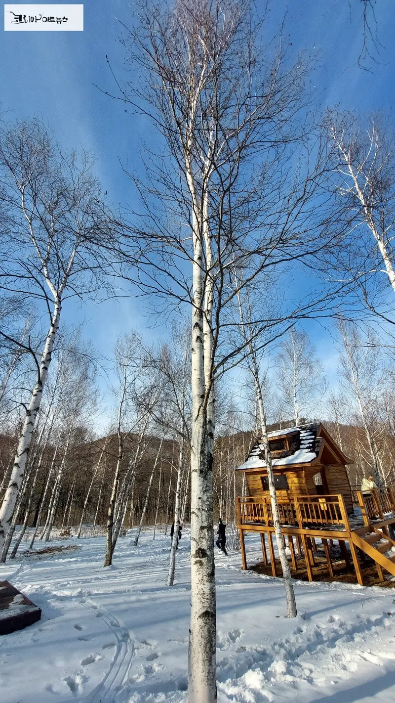 자작나무 숲 [ 사진 : 김영희 기자 ]