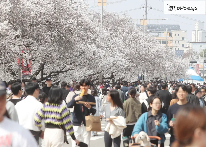 벚꽃축제를 찾은 시민들