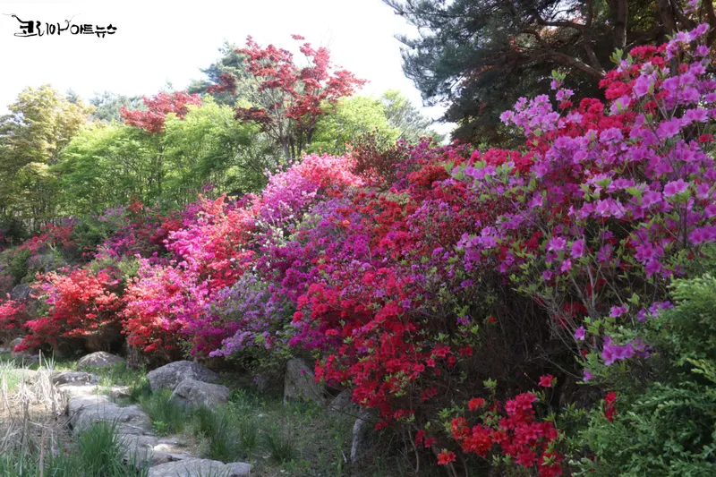 수목원의 산철쭉