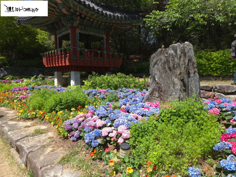 ▲ 전통정원내 수국꽃. 이청강기자제공