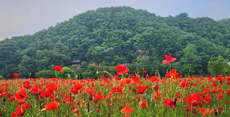 ▲ 함안군청 제공
