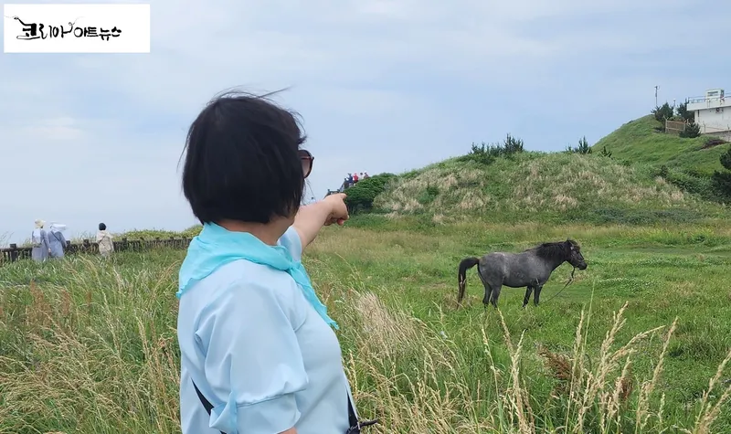 ▲ 제주 서귀포 송악산 둘레길 말 [사진 : 독자 염경희작가]
