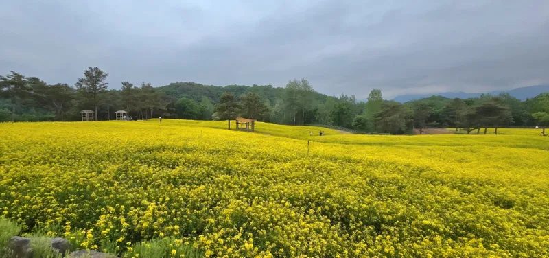철원군, 지난 6월 4일부터 고석정 꽃밭 운영 재개...유채꽃 청보리 붉은 양귀비 어우러져