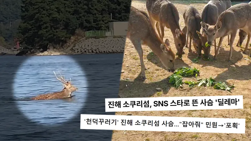 소쿠리섬 떠난 꽃사슴, 바다 건넌 비밀은…'궁금한 이야기Y' 우도서 벌어진 인간과 동물의 공존 고민 / SBS 궁금한 이야기Y
