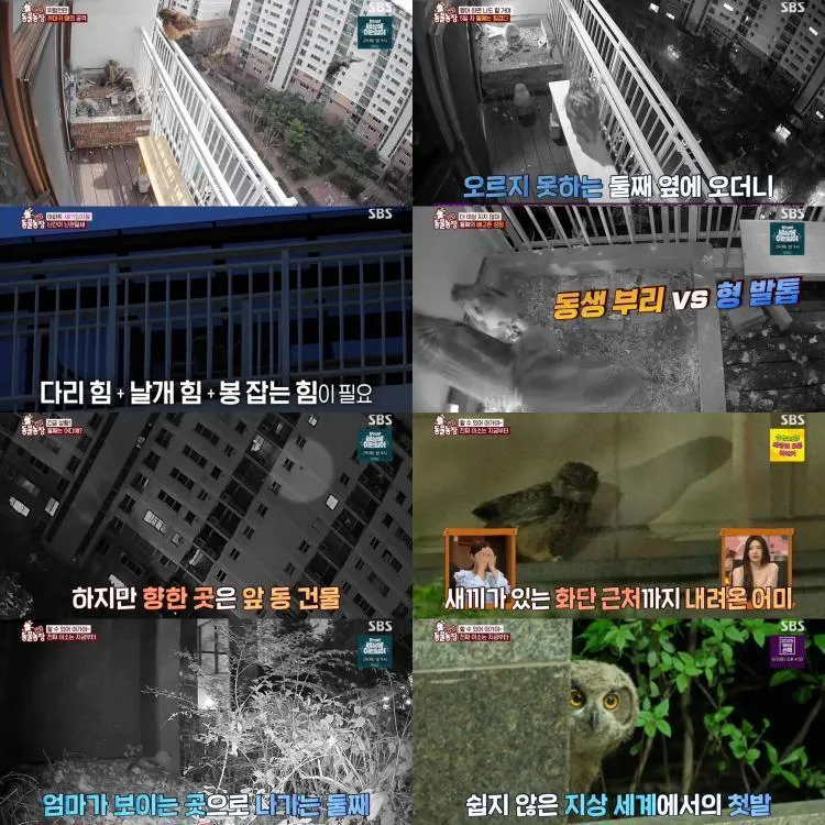 “고마웠어요”…TV동물농장 수리부엉이 둘째, 기적의 비행→전주 아파트에 남긴 울림 / SBS