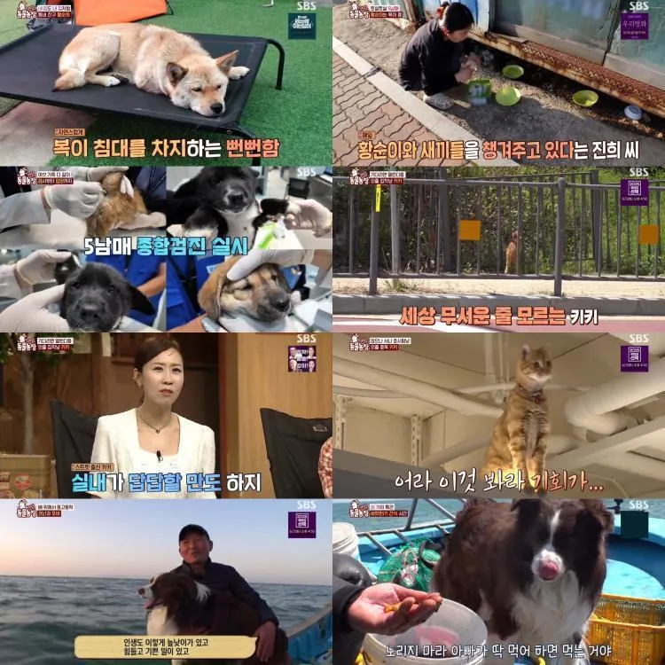 “집을 찾아 돌아온 키키”…TV동물농장 황순이·포비 이야기→공존의 감동 울리다 / SBS