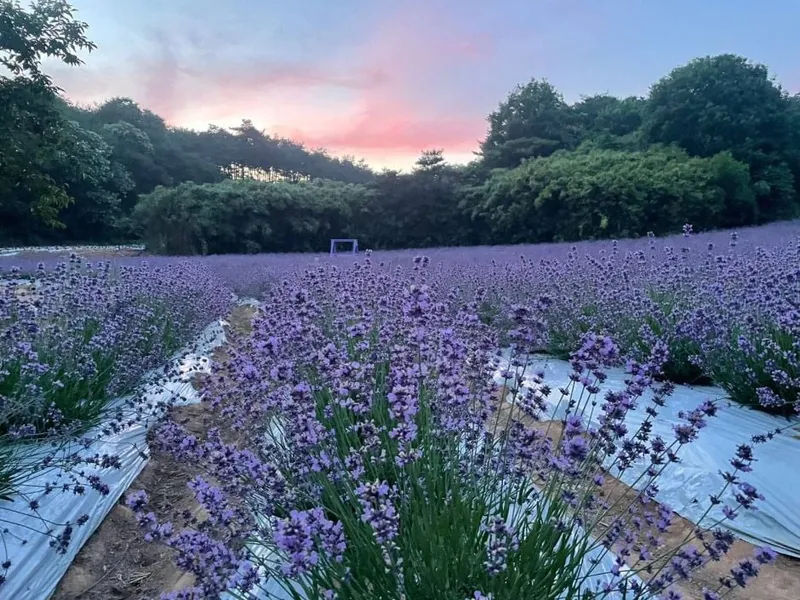 “보랏빛 산책, 향기로운 쉼표”→고창청농원 라벤더 축제, 공음면 자연 속으로