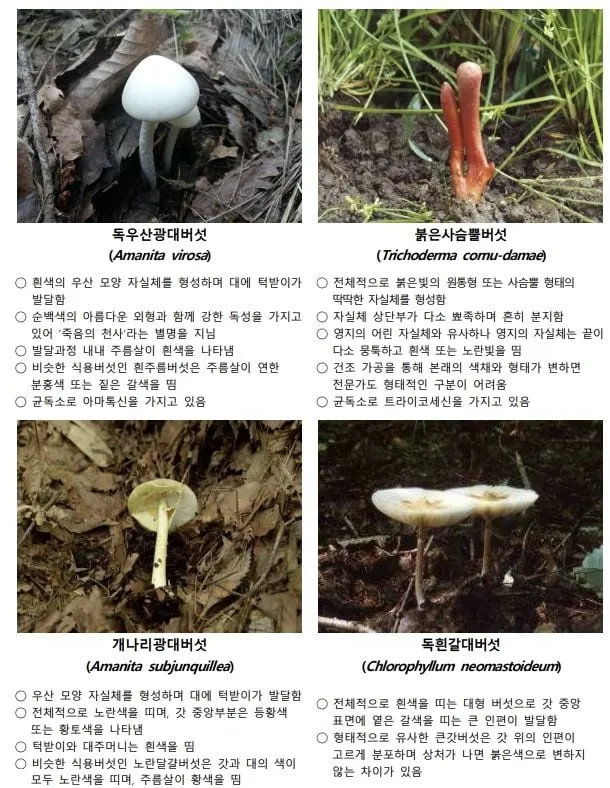 야생버섯 섭취 경각심