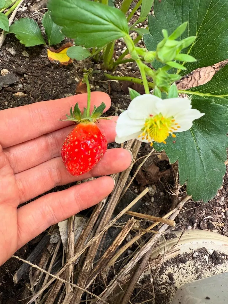 “열매를 맺은 것만으로 고마워”…김규리, 땅 위의 기다림→자연 속 감사 / 배우 김규리 인스타그램