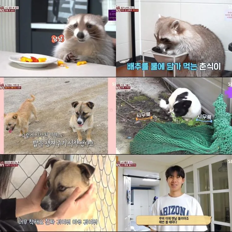 “오빠만 보면 짖는다”…TV동물농장 루비·호겸, 예측 불가 마음→가족의 대화로 풀다 / SBS