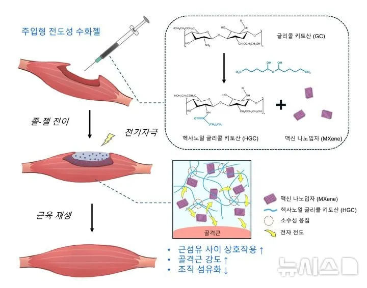 GIST, 전도성 수화젤 신기술…근육재생 치료 혁신→차세대 바이오 헬스 전환