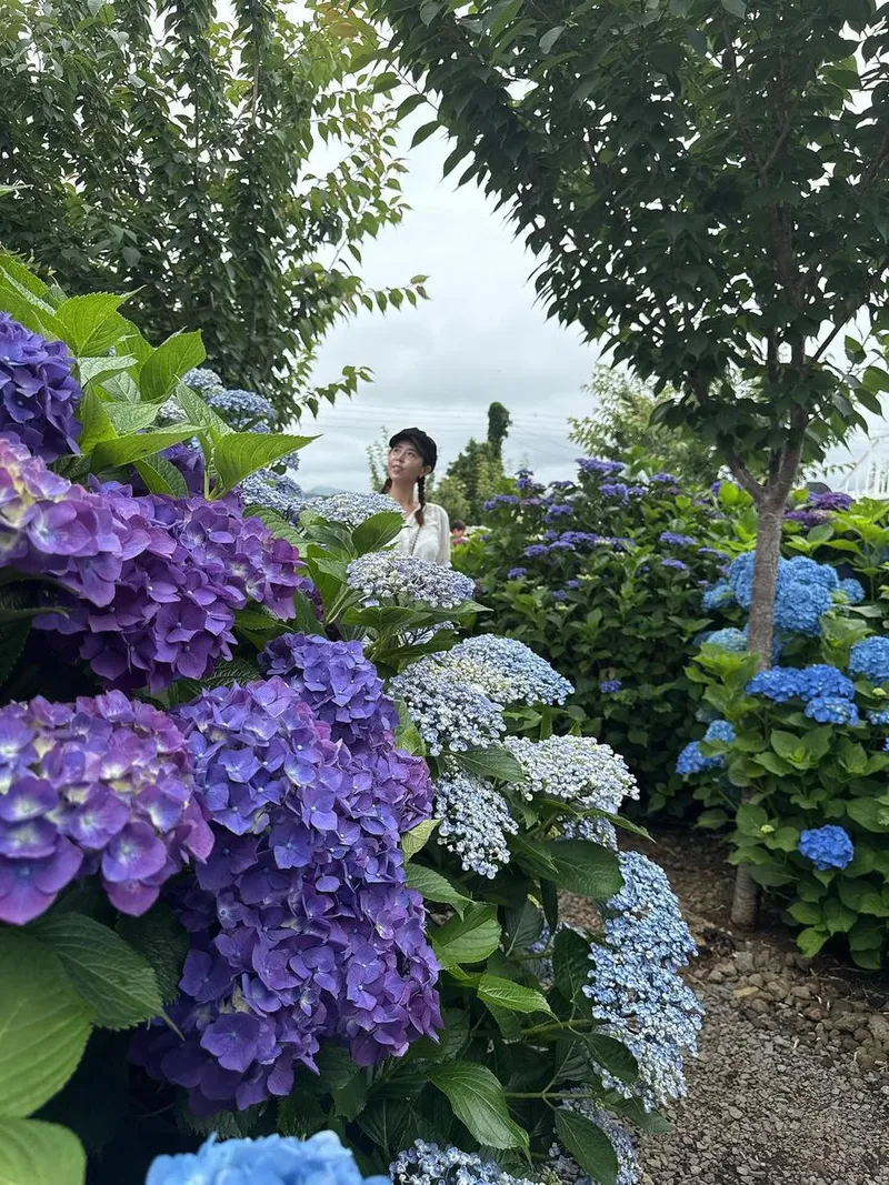 “오늘 피드 여기까지”…신지, 초여름 수국 속 설렘→자연 감성 폭발 / 코요태 신지 인스타그램