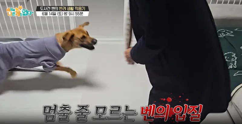 세상에 나쁜 개는 없다…벤의 분노와 눈물→가족의 필사적 사랑, 해답은 어디에