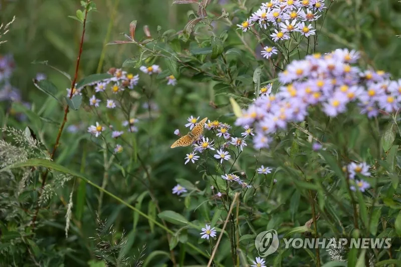 DMZ의 침묵 위에 피어난 생명