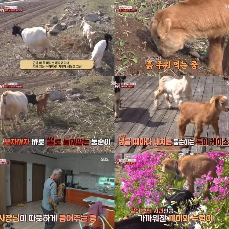 “차별 끝에 핀 동물의 우정”…‘TV동물농장’ 백숙집 부부와 누렁이→뜻밖의 가족 탄생 / SBS