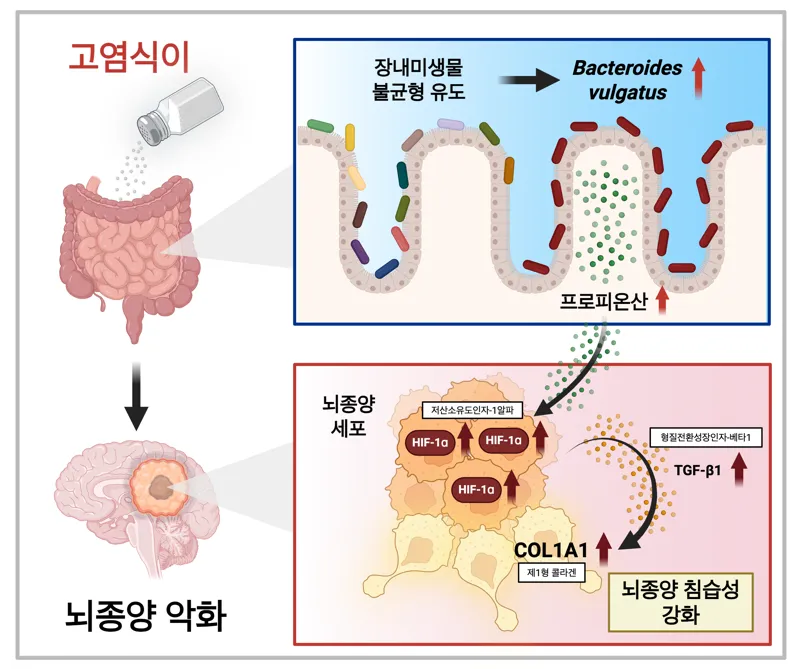 출처=KAIST