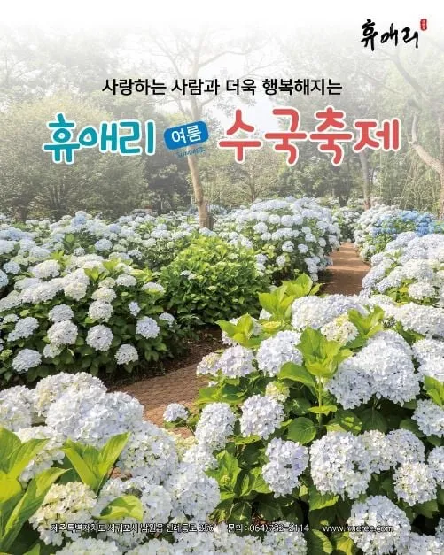 제주 서귀포시에서 펼쳐지는 휴애리 여름 수국축제, 자연 속 꽃의 향연 / 휴애리 자연생활공원