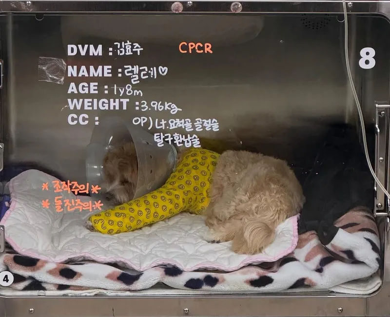 “다시 웃는 하루만을 바란다”…한예슬, 간절한 응원→반려견 병상 지킴 / 배우 한예슬 인스타그램