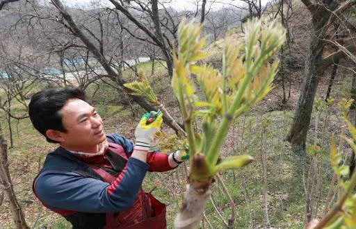 두릅의 충격적인 진실.jpg | 인스티즈