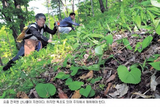 두릅의 충격적인 진실.jpg | 인스티즈