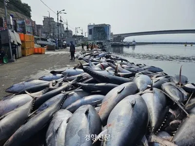 경북 동해안서 대형 참치 1300마리 ‘대박’, 어민들은 ‘울상’···왜?